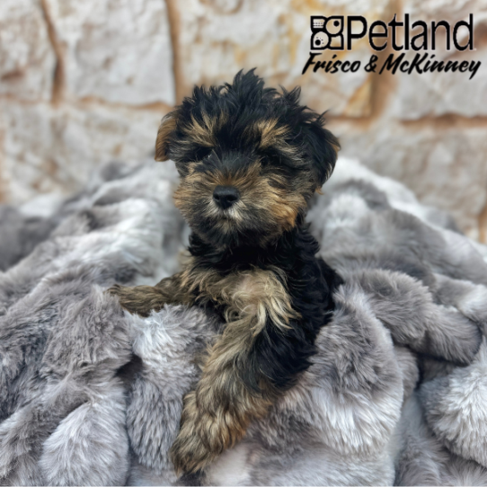 [#M04016] Black and Tan M Yorkshire Terrier Puppies for Sale