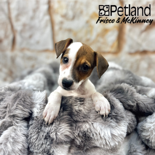 [#M03774] White and Red M Jack Russell Terrier Puppies for Sale