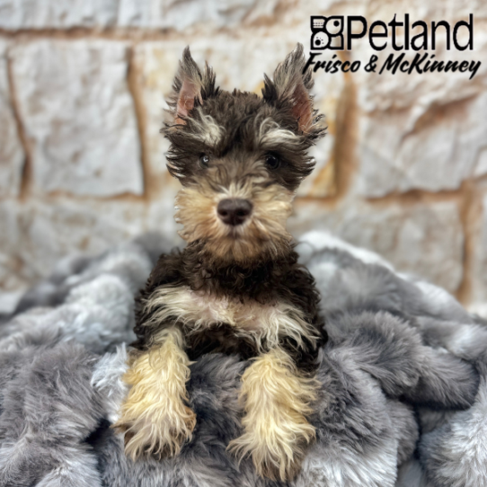 [#2540-04] Chocolate / Tan F Miniature Schnauzer Puppies for Sale