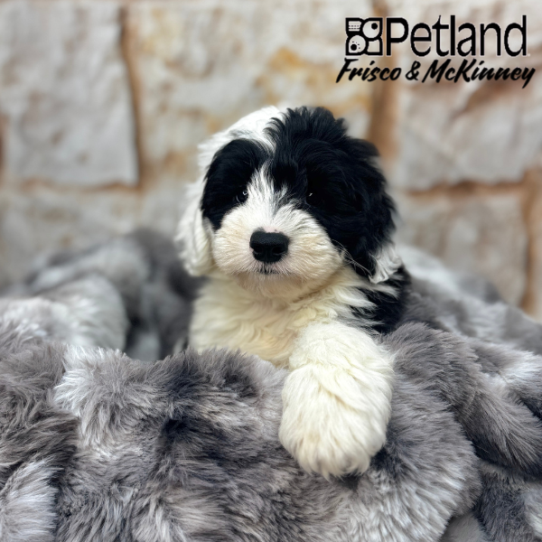[#2579-03] Black / White M Sheepadoodle Mini Puppies for Sale