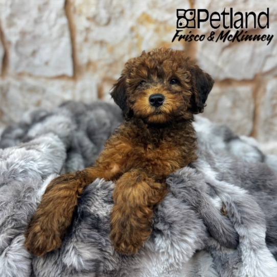 [#M03755] Wheaten F Whoodle Puppies for Sale