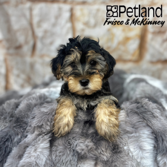 [#M03933] Black and Tan M Yorkiepoo Puppies for Sale