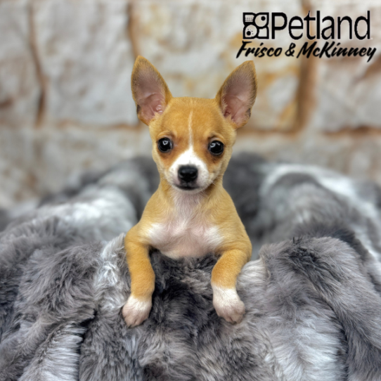 [#M03955] Fawn M Chihuahua Puppies for Sale