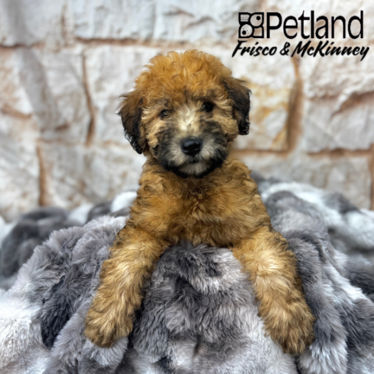 [#M03754] Wheaten M Whoodle Puppies for Sale