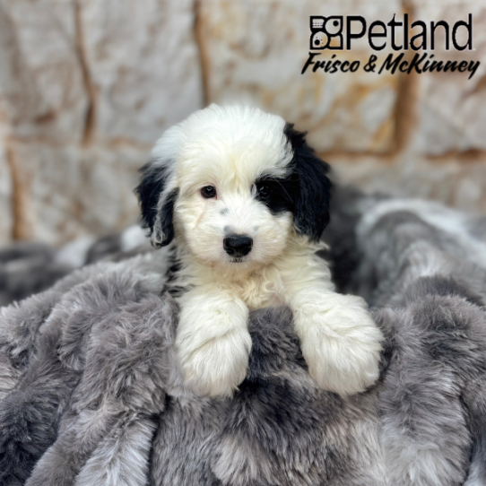 [#2579-07] Black / White F Sheepadoodle Mini Puppies for Sale