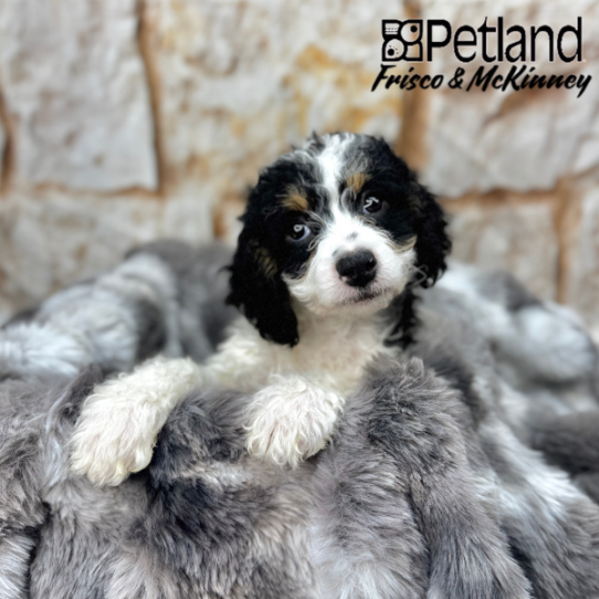 [#2577-06] Black White / Tan F Bernedoodle Mini 2nd Gen Puppies for Sale