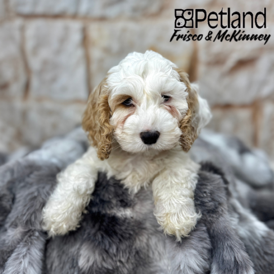 [#M04657] Buff and White F Cockapoo Puppies for Sale