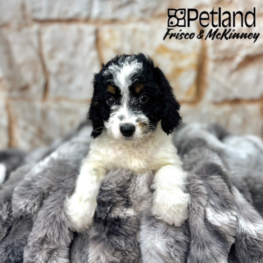 [#2577-05] Black White / Tan M Bernedoodle Mini 2nd Gen Puppies for Sale