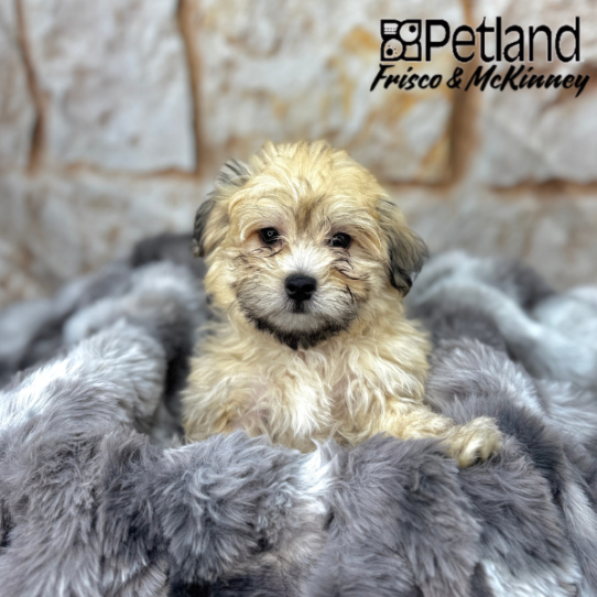 [#M04309] Cream M Havamalt Puppies for Sale