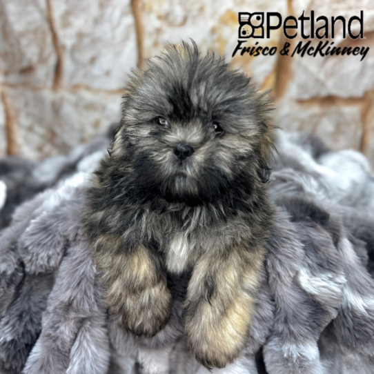 [#M03651] Silver Brindle M LHASA TZU Puppies for Sale