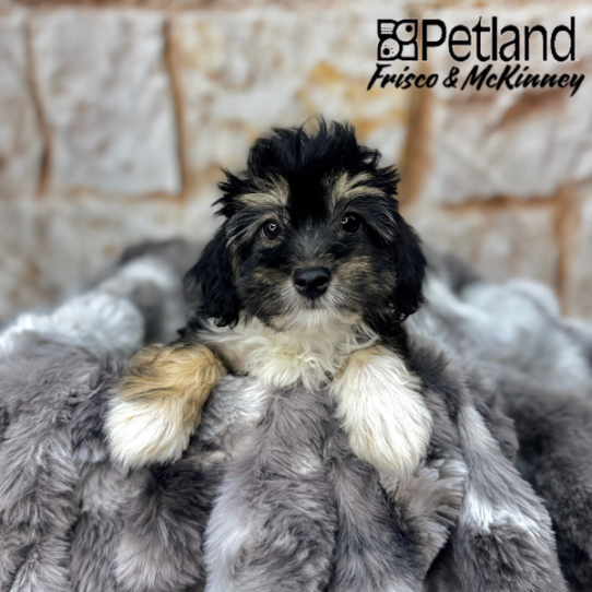 [#M04312] Black and Tan M Havanese Puppies for Sale