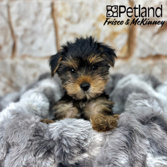 [#M04018] Black and Tan F Yorkshire Terrier Puppies for Sale