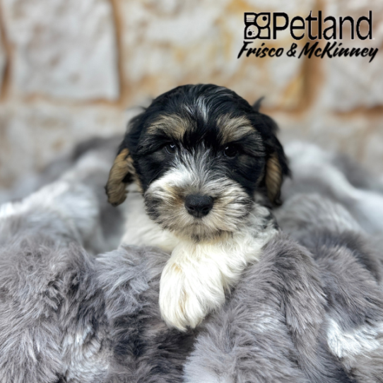 [#M04008] Black and Tan M Yochon Puppies for Sale