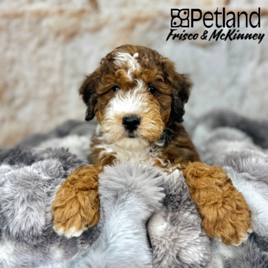[#25341-05] Chocolate Gold M Bernedoodle Mini 2nd Gen Puppies for Sale