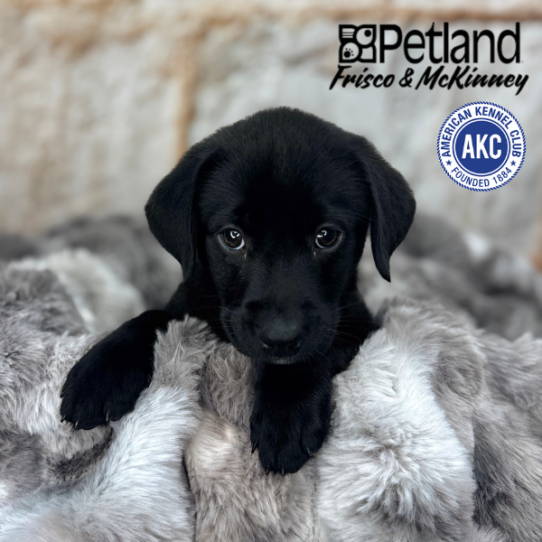 [#25363-09] Black F Labrador Retriever Puppies for Sale