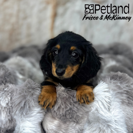 [#25349-02] Black / Tan M Dachshund Puppies for Sale