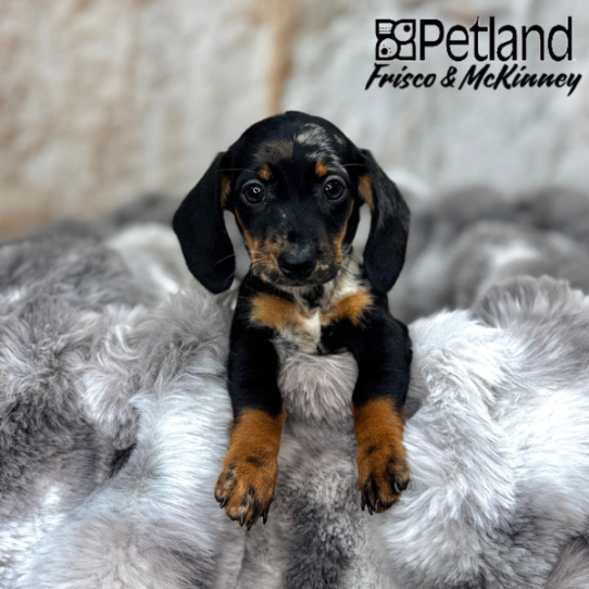 [#25343-04] Black / Tan F Dachshund Puppies for Sale
