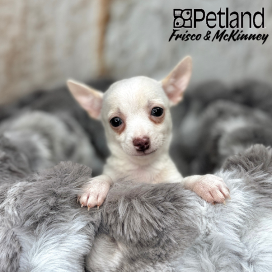 [#25377-01] Cream M Chihuahua Puppies for Sale