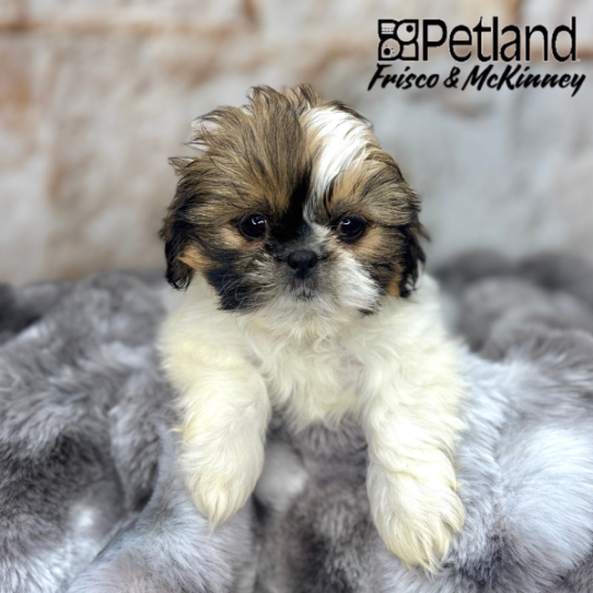 [#251302-02] Brown / White F Shih Tzu Puppies for Sale