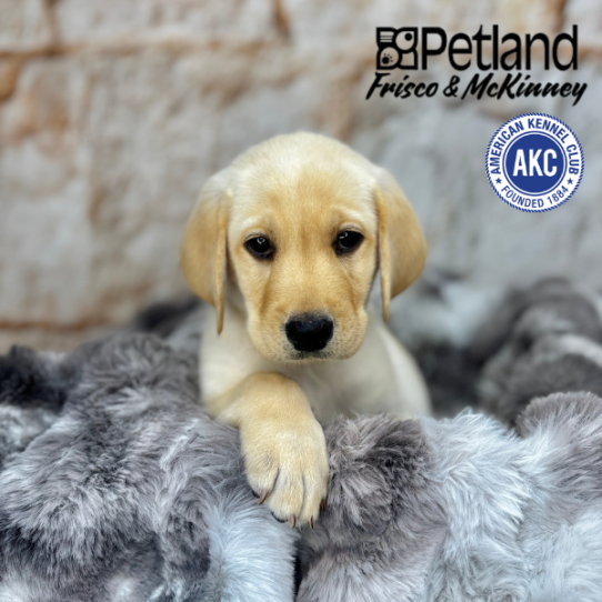 [#25363-01] Yellow M Labrador Retriever Puppies for Sale
