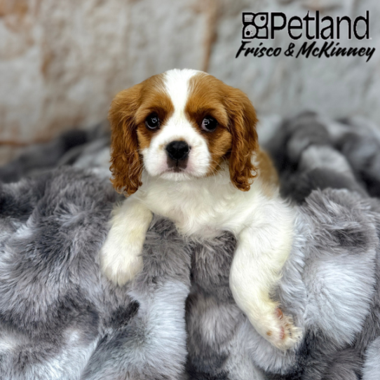 [#25142-05] Blenheim F Cavalier King Charles Spaniel Puppies for Sale