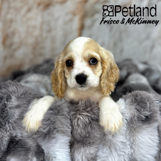 [#25141-04] Buff / White F Cocker Spaniel Puppies for Sale
