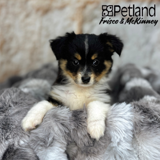 [#25152-01] Black Tan / White F Toy Australian Shepherd Puppies for Sale