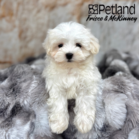 [#25155-01] White M Maltese Puppies for Sale