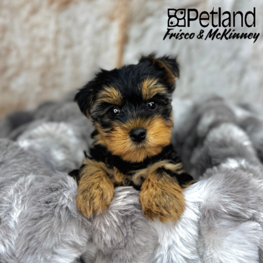[#25145-04] Black / Tan F Yorkshire Terrier Puppies for Sale