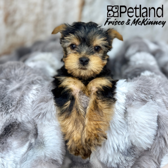 [#25146-01] Black / Tan M Yorkshire Terrier Puppies for Sale