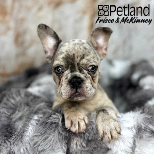[#251336-02] Blue Merle M French Bulldog Puppies for Sale