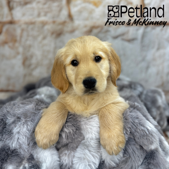 [#251288-03] Golden M Golden Retriever Puppies for Sale