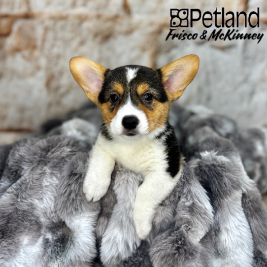 [#25342-04] Black / Tan F Pembroke Welsh Corgi Puppies for Sale