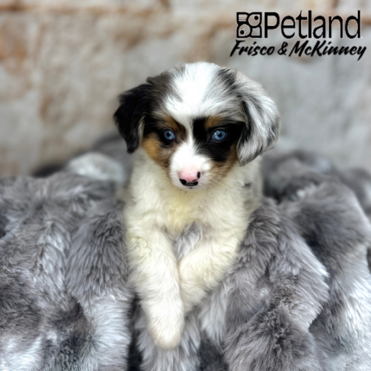 [#25371-02] Blue Merle / Tan M Australian Shepherd Puppies for Sale