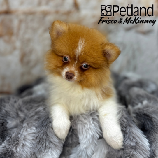 [#25379-03] Red Chocolate M Pomeranian Puppies for Sale