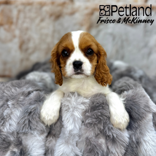 [#25142-03] Blenheim M Cavalier King Charles Spaniel Puppies for Sale