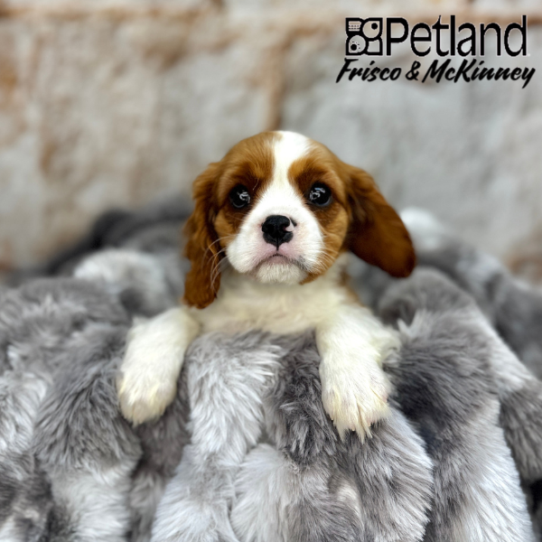 [#25142-02] Blenheim M Cavalier King Charles Spaniel Puppies for Sale