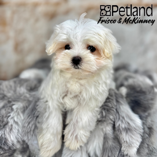 [#25155-03] White F Maltese Puppies for Sale