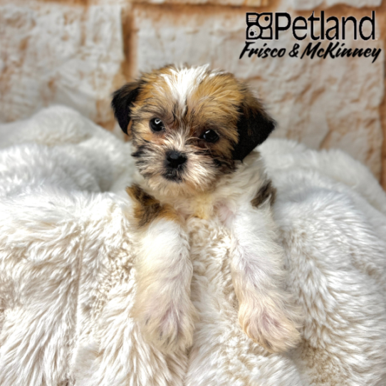[#25310-04] White / Gold F Shih Tzu/Teddy Bear Puppies for Sale