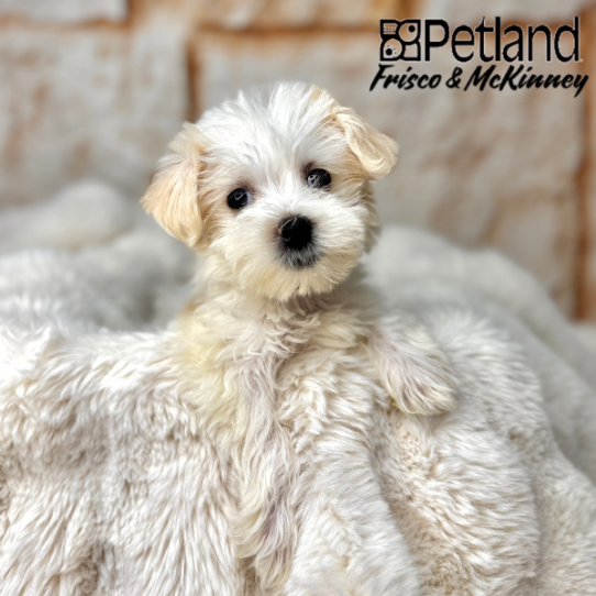 [#25296-06] White / Cream F Maltese/Maltipoo Puppies for Sale
