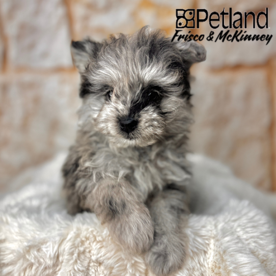 [#25295-01] Blue Merle M PomAPoo Puppies for Sale