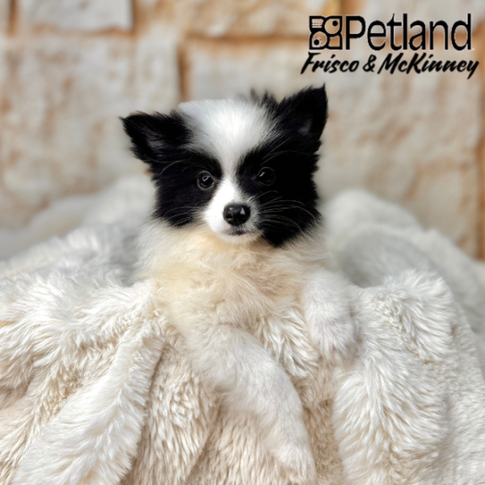 [#25281-03] White / Black M Pomeranian Puppies for Sale