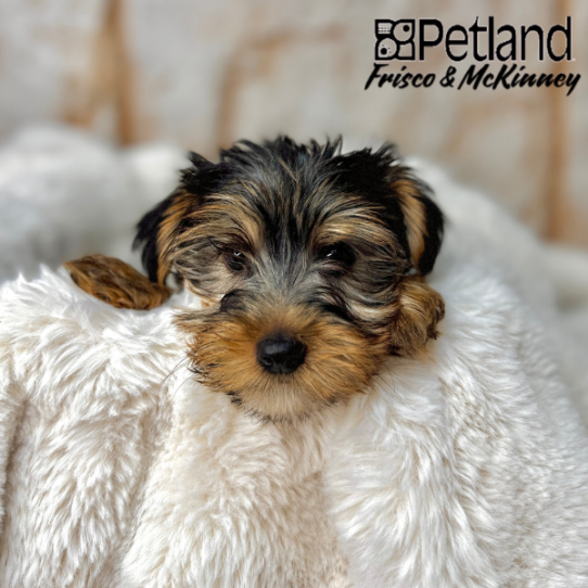 [#25276-01] Black / Tan M Yorkshire Terrier Puppies for Sale