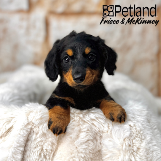 [#25311-01] Black / Tan F Dachshund Puppies for Sale