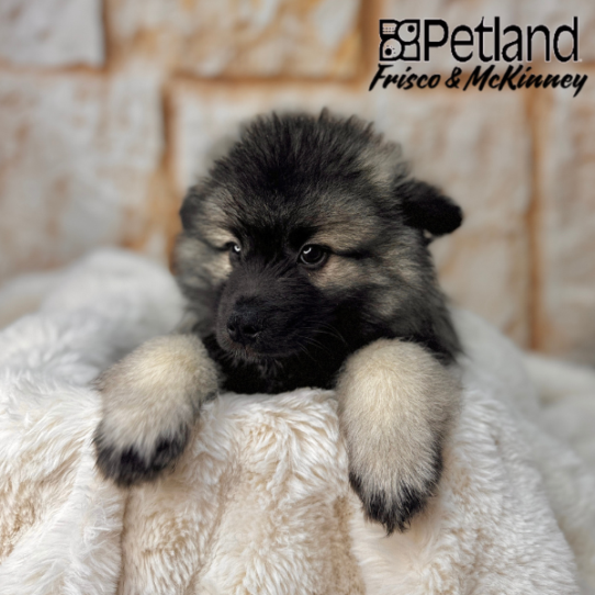 [#25301-02] Silver / Black M Keeshond Puppies for Sale