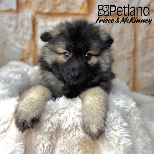 [#25301-08] Silver / Black F Keeshond Puppies for Sale