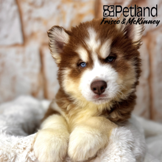 [#2587-01] Red / White M Siberian Husky Puppies for Sale