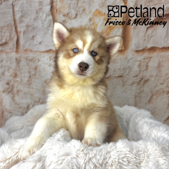 [#2587-04] Red / White F Siberian Husky Puppies for Sale
