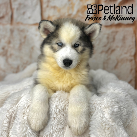 [#2587-03] Black / White F Siberian Husky Puppies for Sale