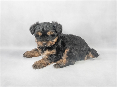 [#M02529] Black and Tan M Yorkshire Terrier Puppies for Sale